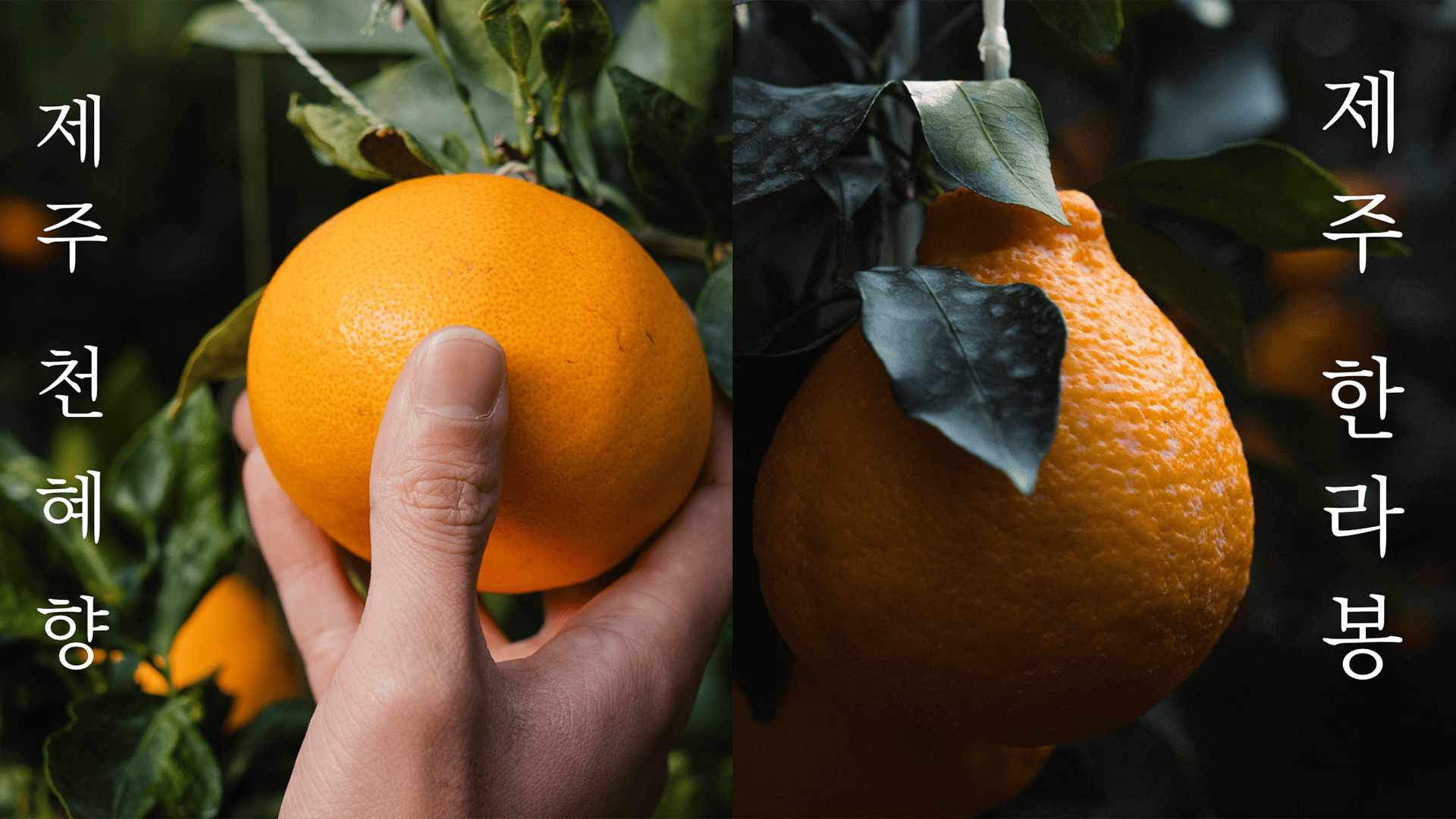 친환경제주귀한농부 영농조합법인 이미지 3