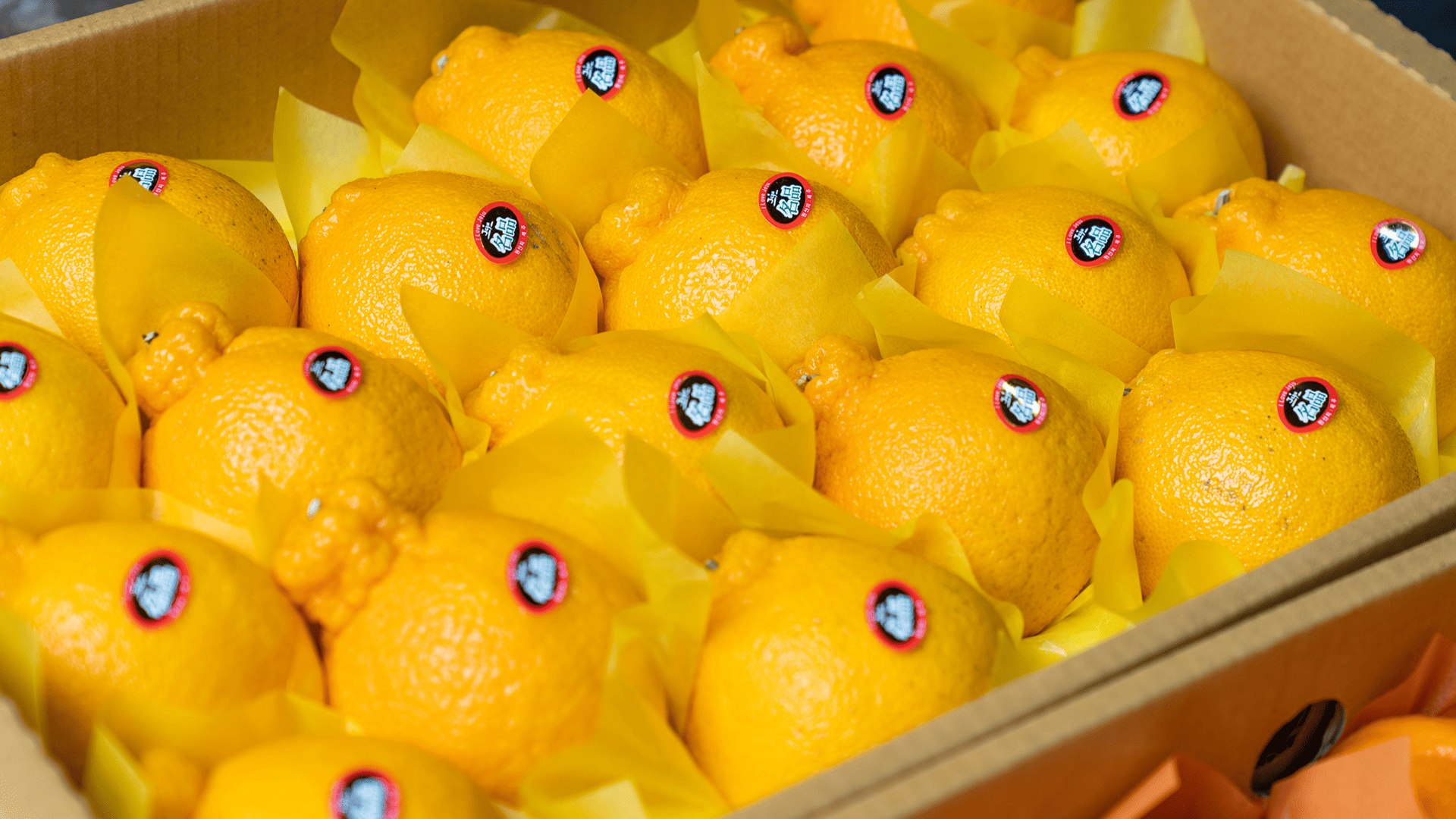 특상품한라봉5kg(13~23과)(무료배송)